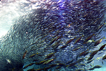 春先に日本近海で獲れるかつおを「初かつお」、南下した秋に獲れるかつおを「戻りかつお」といいます。